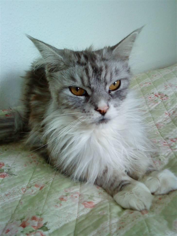 Maine Coon Zeus - Hiih <33  billede 10