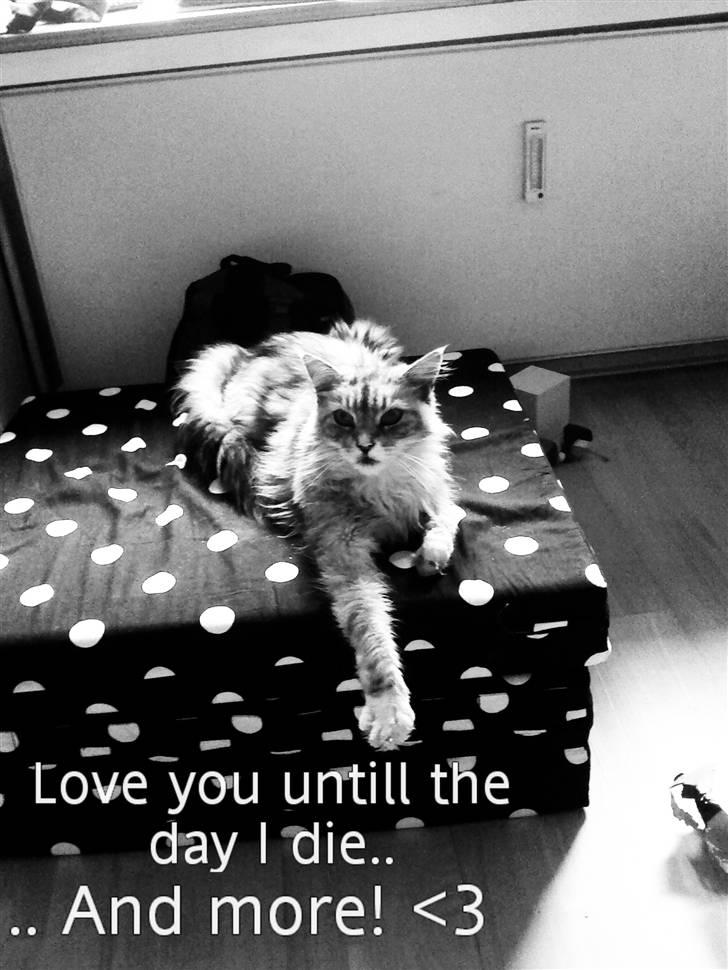 Maine Coon Zeus - Nurh!  billede 11