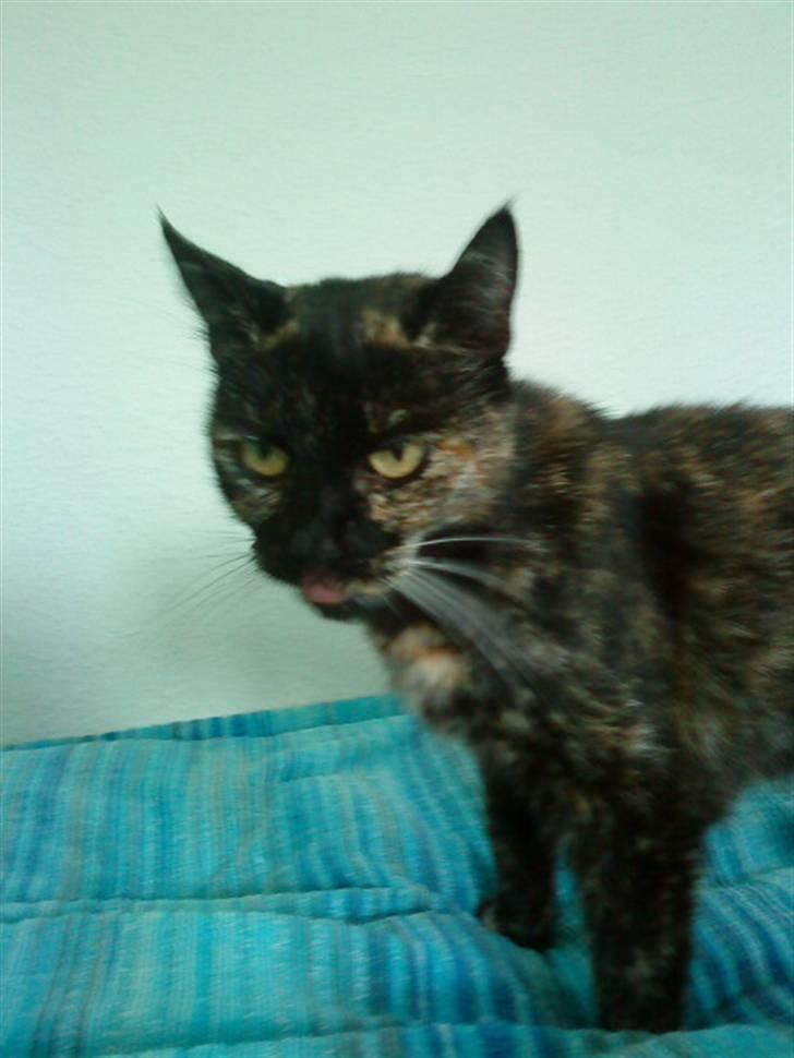 Huskat Lillemissen - Nuurh, se hendes tunge :P<3 billede 11