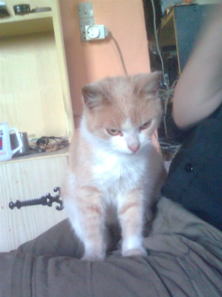 Huskat Felix - Felix der sidder på skødet af far billede 1