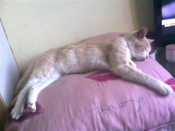 Huskat Felix - Vores lille luxus mis billede 2