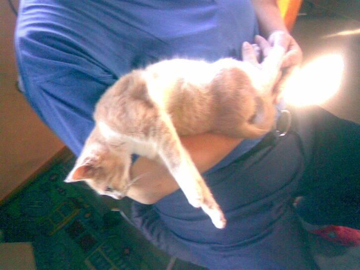 Huskat Felix billede 3