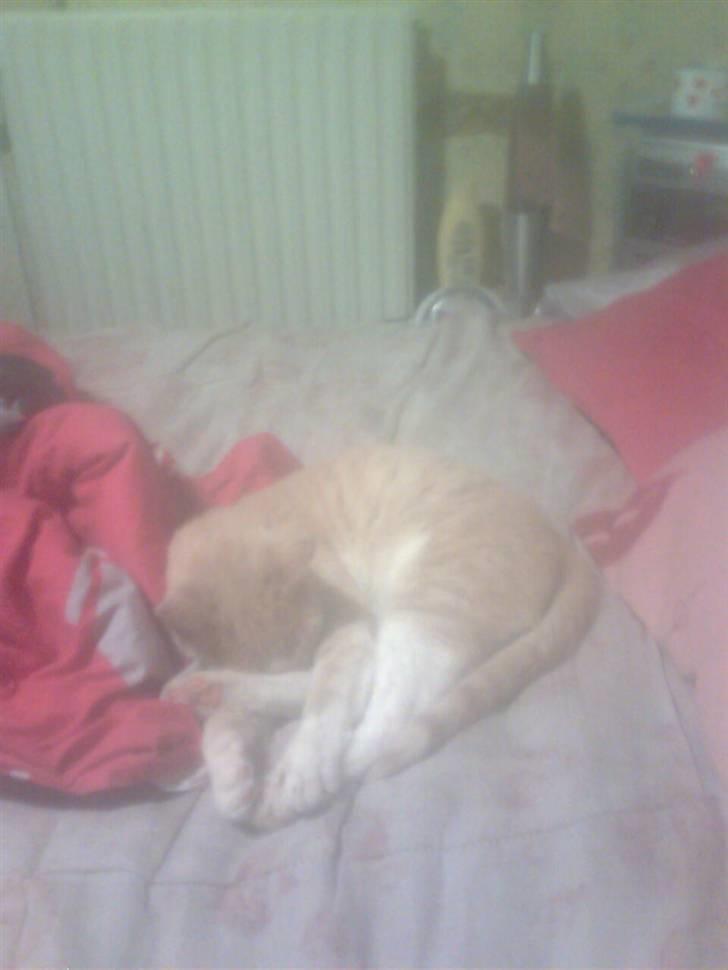 Huskat Felix - En lille lur skal der jo til :) billede 4