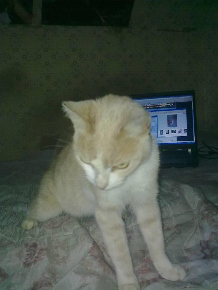 Huskat Felix billede 5