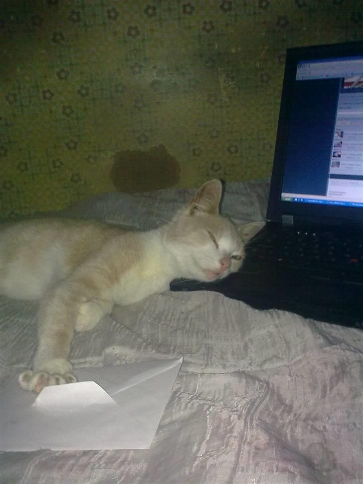 Huskat Felix - Mor´s dejlige varme computer er en god hovedpude :) billede 7