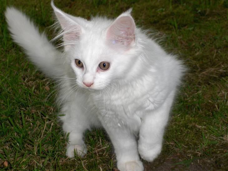 Maine Coon Jackson Five billede 1