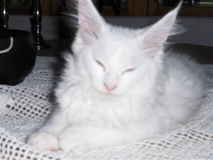 Maine Coon Jackson Five billede 2