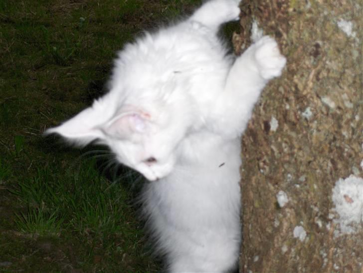 Maine Coon Jackson Five billede 3