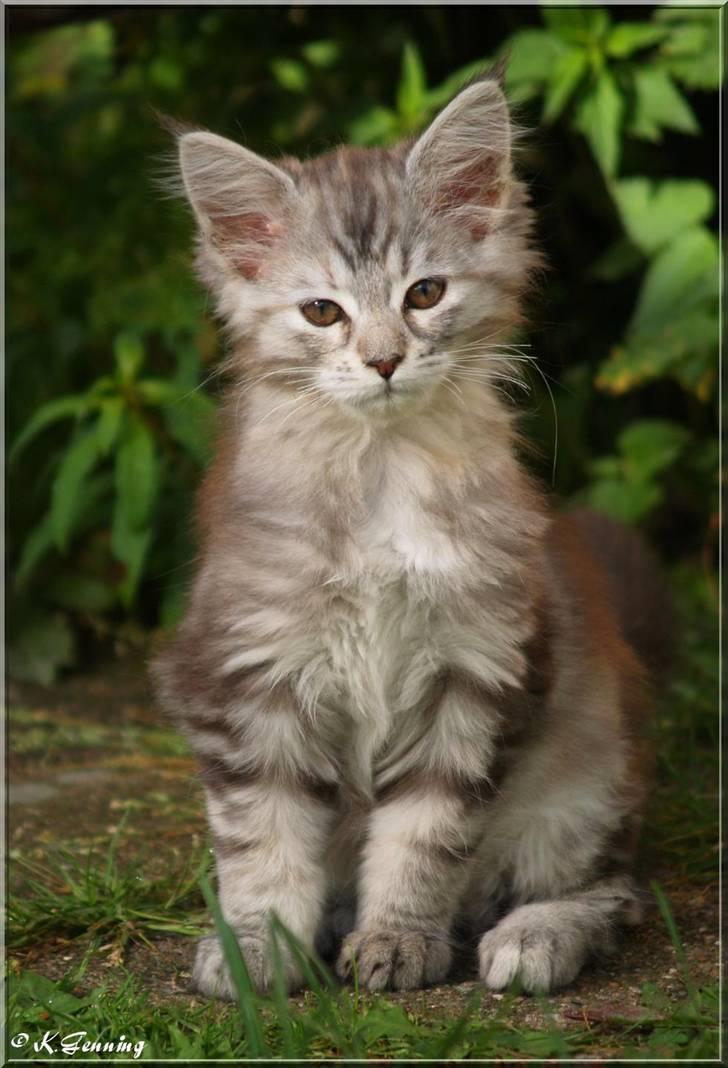 Maine Coon DK Proud Danish Jade billede 12