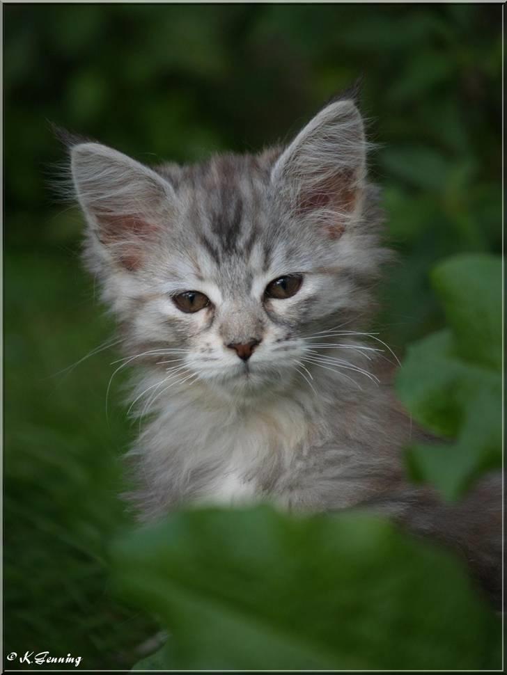 Maine Coon DK Proud Danish Jade billede 13