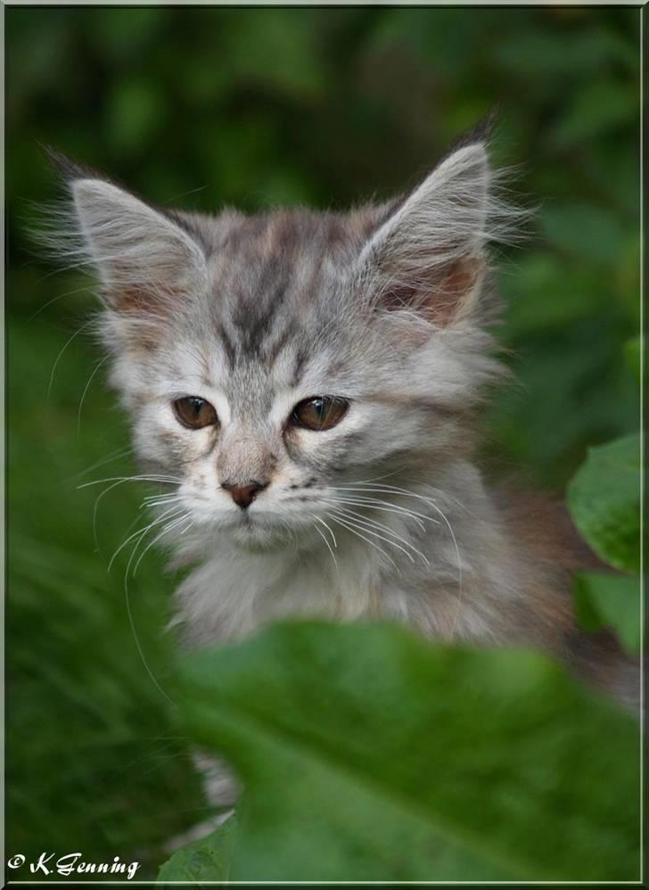 Maine Coon DK Proud Danish Jade billede 14