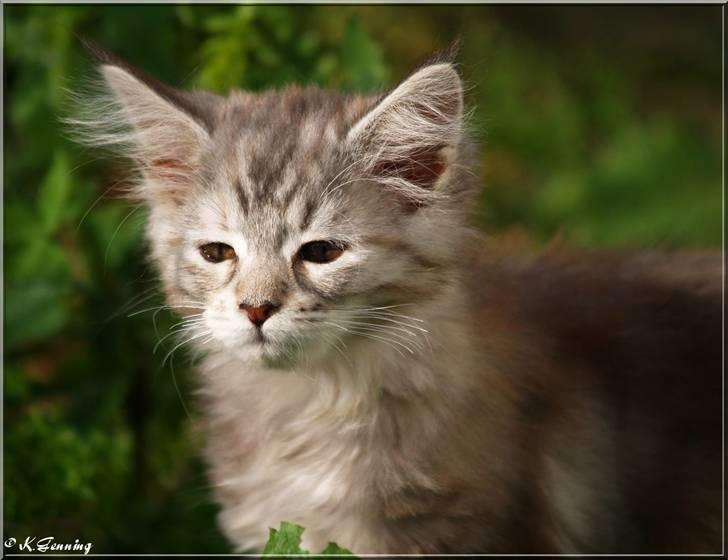 Maine Coon DK Proud Danish Jade billede 15