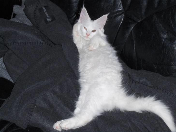 Maine Coon Jackson Five billede 4