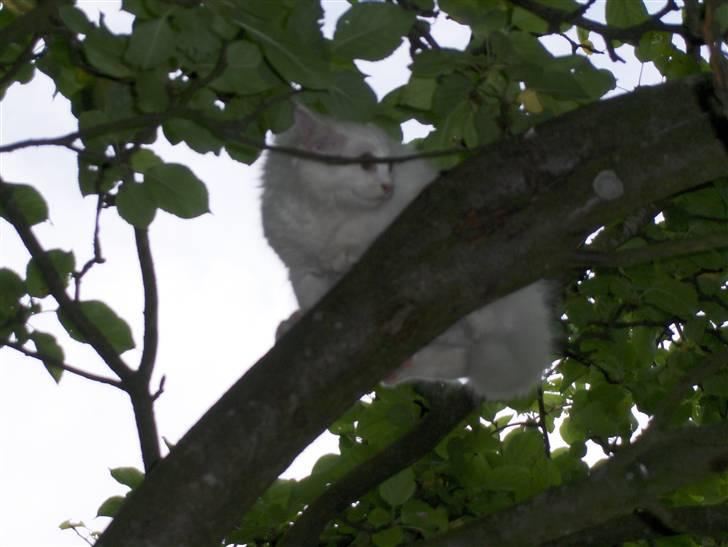 Maine Coon Jackson Five billede 5