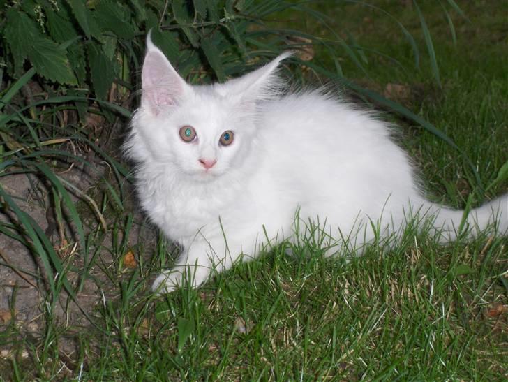 Maine Coon Jackson Five billede 6