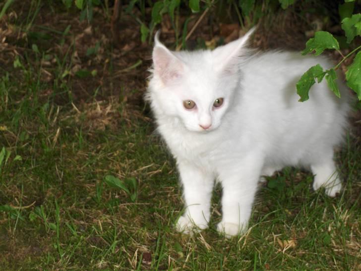 Maine Coon Jackson Five billede 7