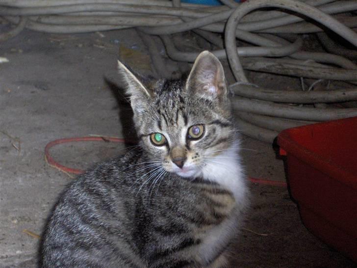 Huskat Brune  - 2- Da hun var udemis :) billede 2