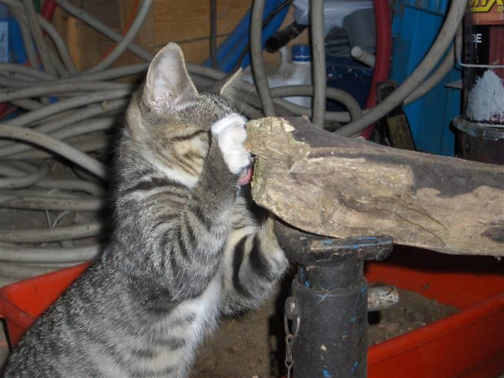 Huskat Brune  - 3- Brune Leger :) billede 3