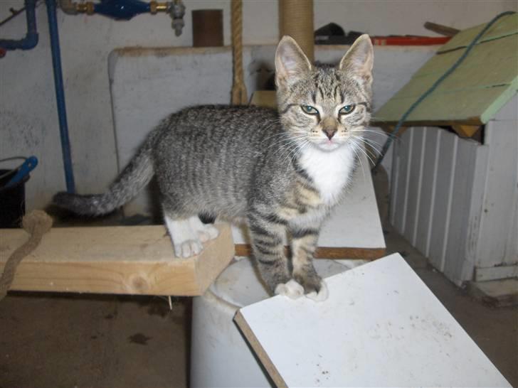 Huskat Brune  - 4- Hendes søde øjne d;<3 billede 4