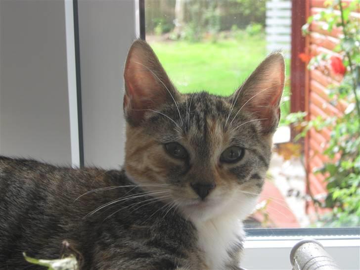 Blanding af racer Piv (bortgivet) billede 1