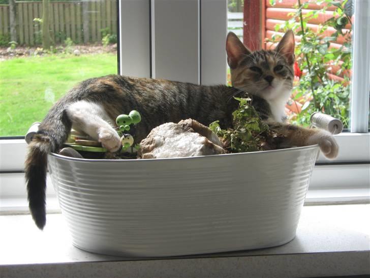 Blanding af racer Piv (bortgivet) billede 2