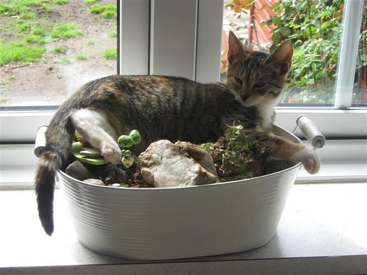 Blanding af racer Piv (bortgivet) billede 3