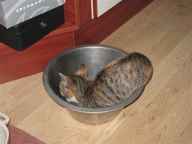 Blanding af racer Piv (bortgivet) billede 4