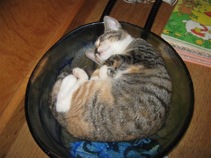 Blanding af racer Piv (bortgivet) billede 5