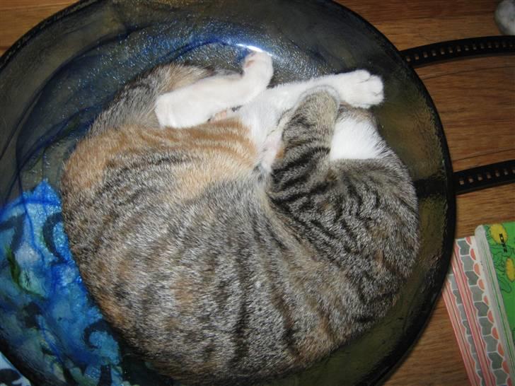 Blanding af racer Piv (bortgivet) billede 6