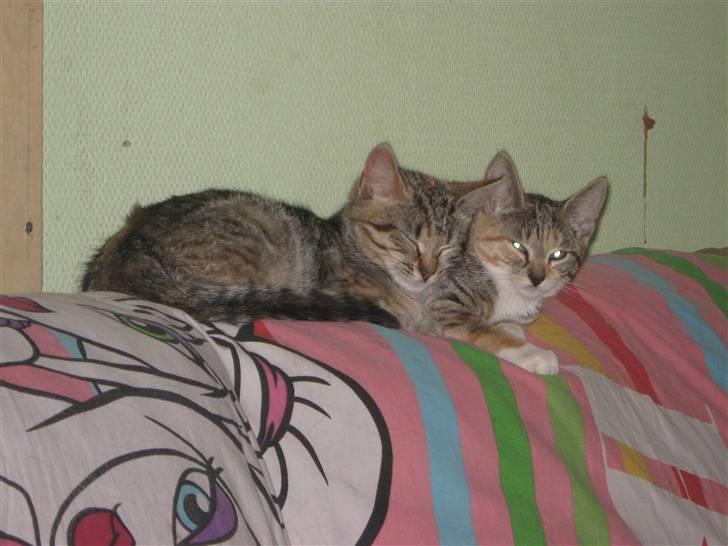 Blanding af racer Piv (bortgivet) billede 7