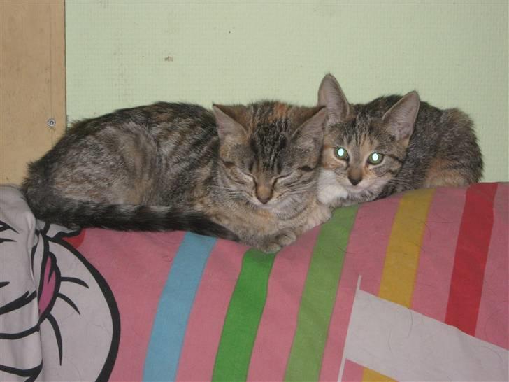 Blanding af racer Tigerlilje billede 8