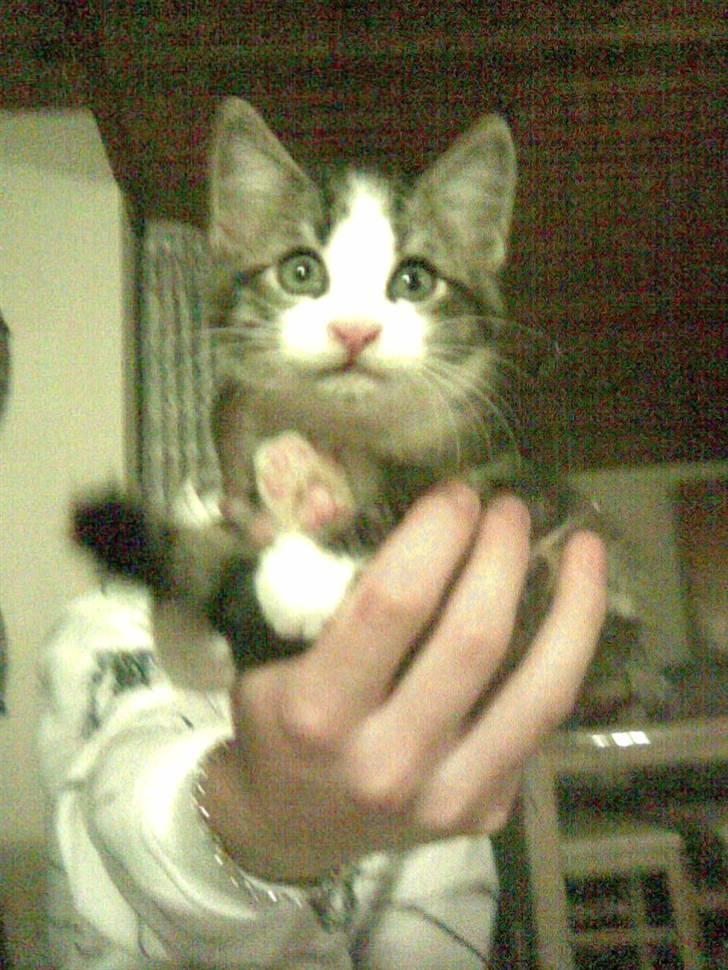 Huskat Frederik *R.I.P.* - En håndfuld kat.. Samme dag han kom hjem :) billede 18