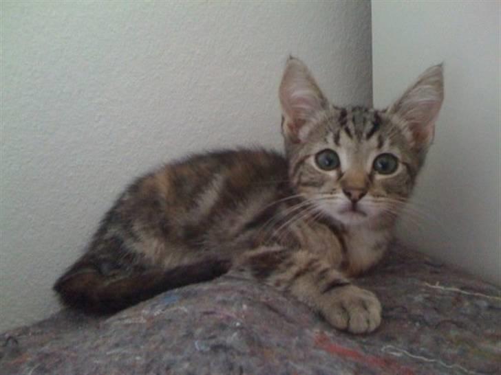 Huskat Oggy - Oggy på anden dagen i lejligheden. Her ligger hun på noget isolering til bildøren billede 1