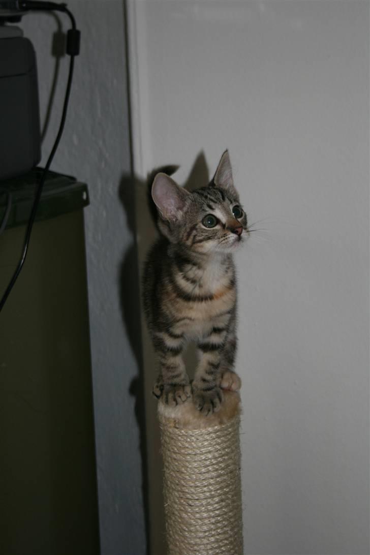 Huskat Oggy - Oppe på pælen. Her ses hendes "halskæde" tydeligt. Sort stribe med rødt, næsten,  i midten billede 2