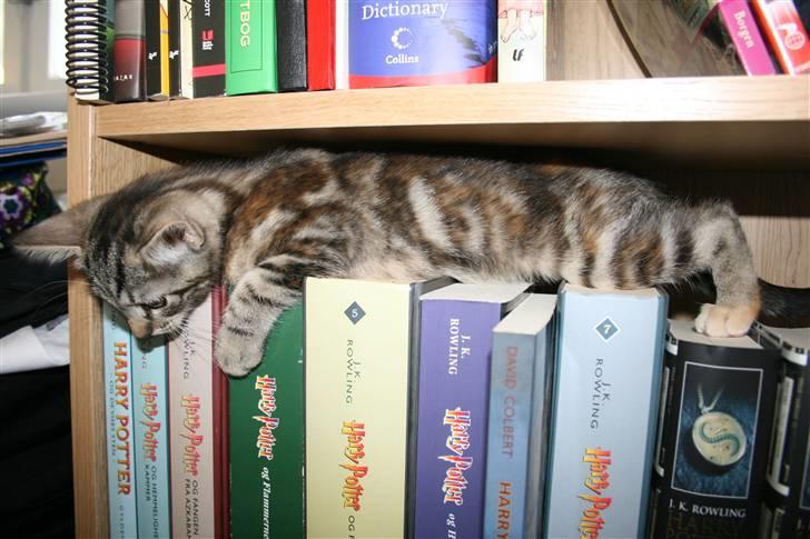 Huskat Oggy - Vores lille biblioteksmis billede 4