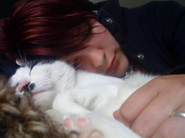 Huskat **Basse** [ himmelkat ] billede 15