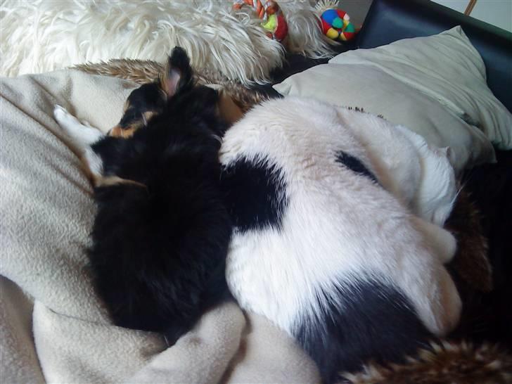 Huskat **Basse** [ himmelkat ] billede 16