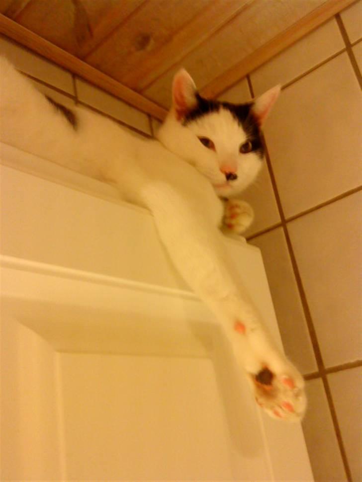 Huskat **Basse** [ himmelkat ] billede 17