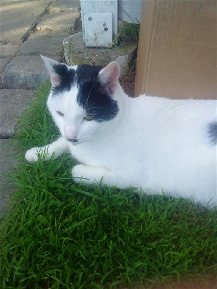 Huskat **Basse** [ himmelkat ] billede 18