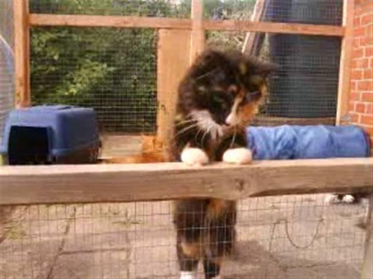 Norsk Skovkat trunte billede 10