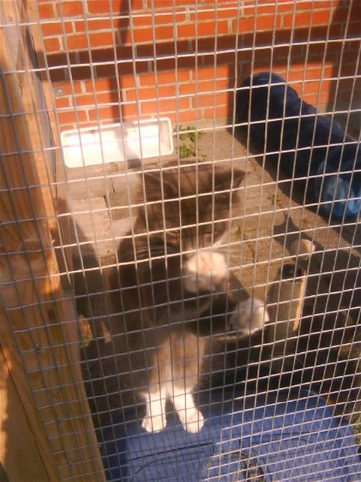 Norsk Skovkat bamseline billede 7