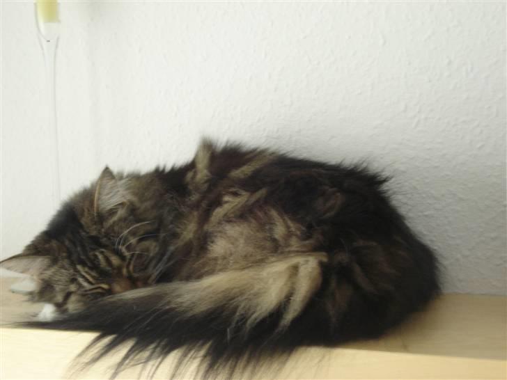 Maine Coon T.D  - T.D sover sødt dato 31/8-09 billede 16