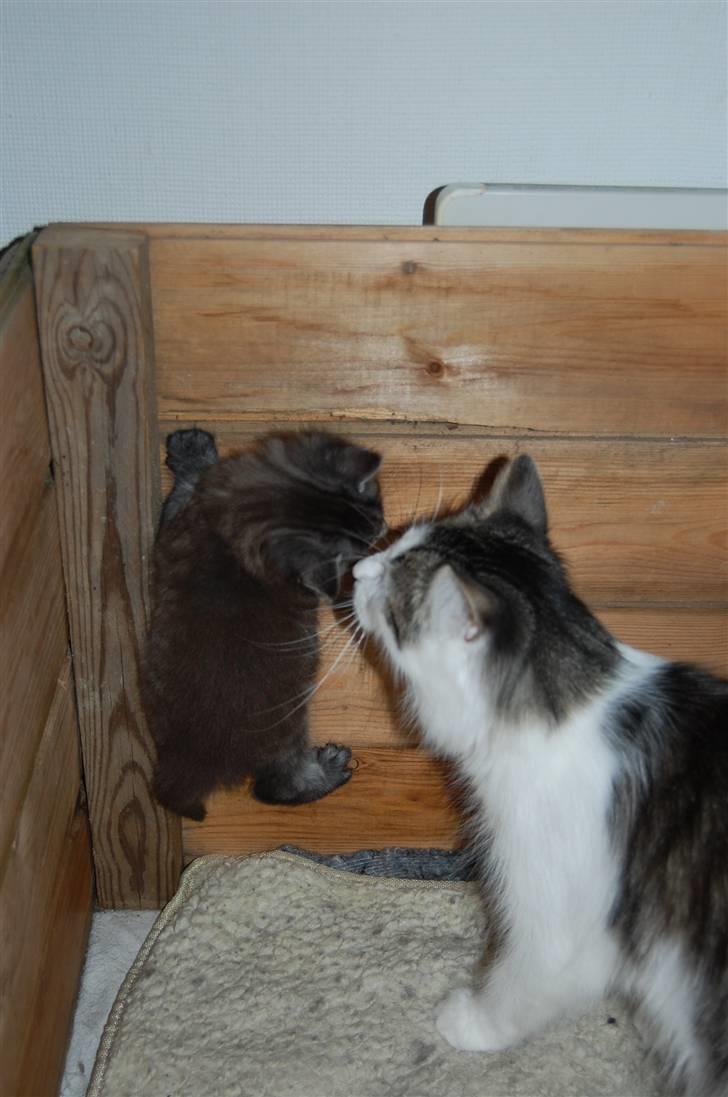 Norsk Skovkat Øxenholdts Bagera - SOLGT billede 6