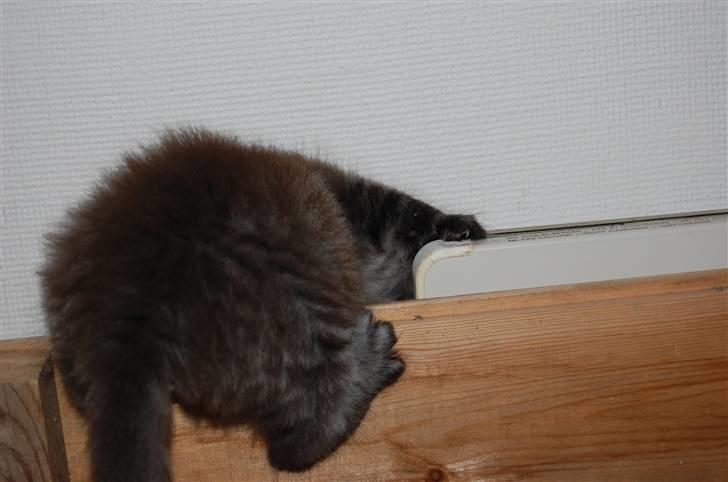 Norsk Skovkat Øxenholdts Bagera - SOLGT billede 7