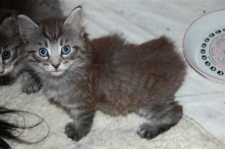 Norsk Skovkat Øxenholdts Bagera - SOLGT billede 8