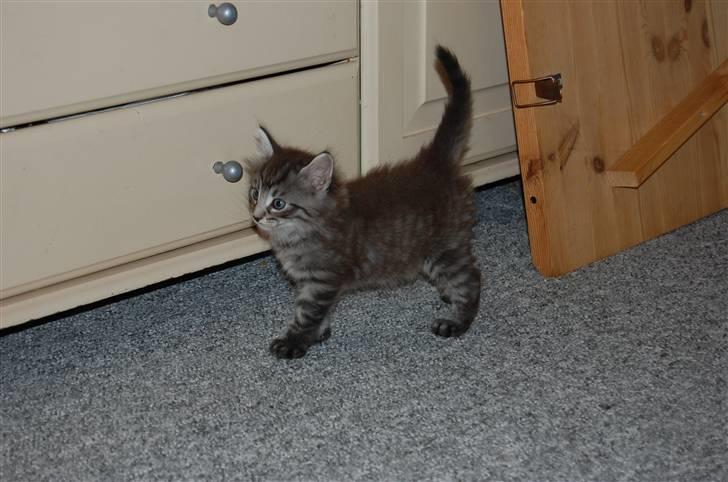 Norsk Skovkat Øxenholdts Bagera - SOLGT billede 9