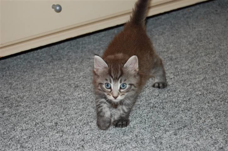 Norsk Skovkat Øxenholdts Bagera - SOLGT billede 10