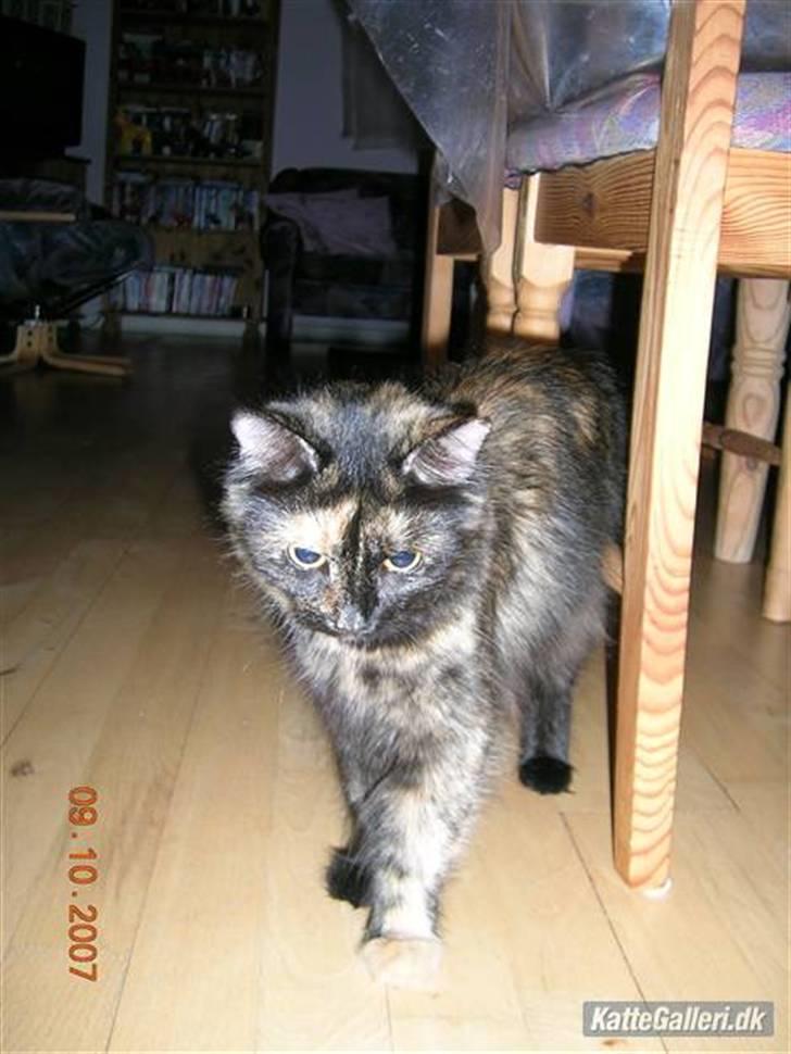 Huskat fluffy billede 1