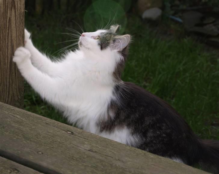 Norsk Skovkat DK Fruen Jente billede 7