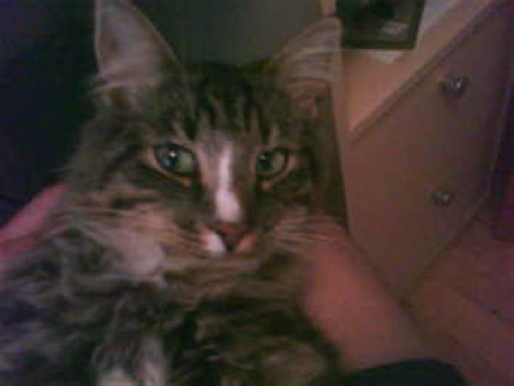 Blanding af racer buster billede 19